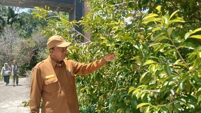 Komoditi Pala Aceh Selatan Resmi Peroleh Sertifikat IG Dari Kemenkumham