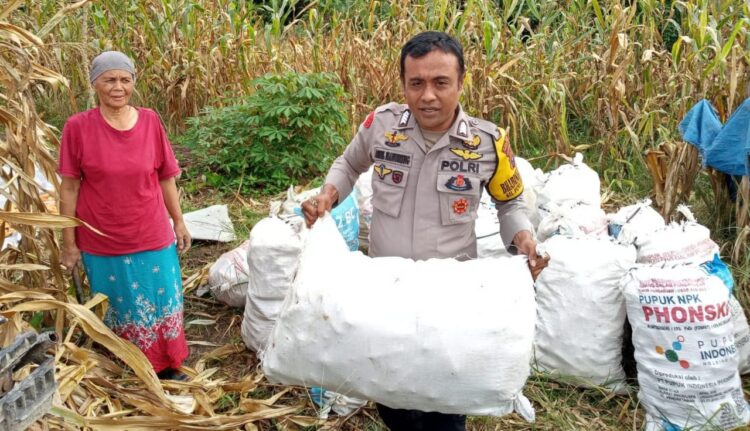 Polres P. Siantar Panen Jagung Bersama Warga