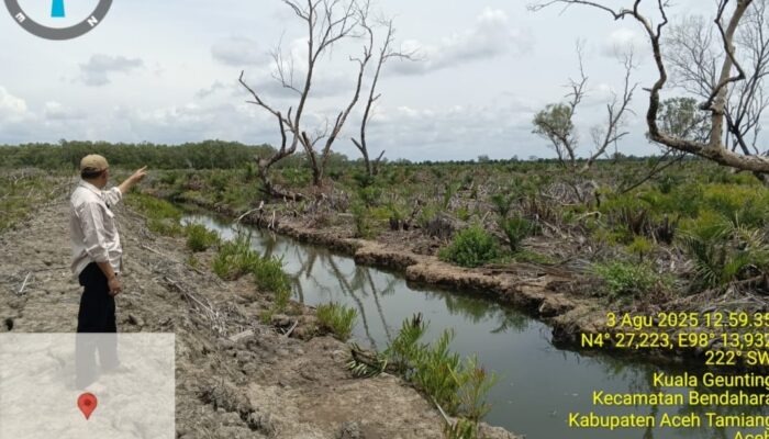 Lembahtari Kritik Alih Fungsi Hutan Lindung Jadi Kebun Sawit