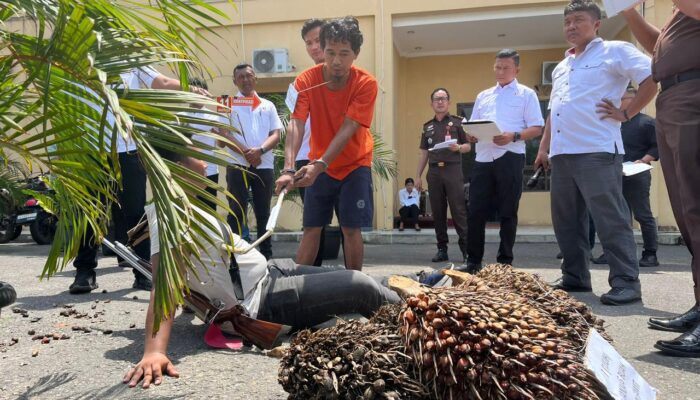 Rekonstruksi Pembunuhan Centeng Kebun Di Labusel, Istri Korban Terisak
