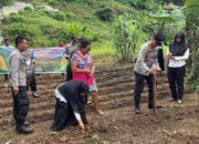 Perkuat Ketahanan Pangan, Polsek Sibolga Selatan Tanam Jagung 1 Hektare