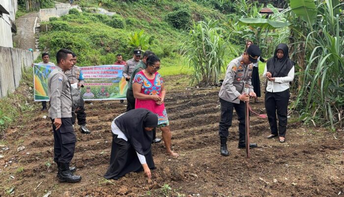 Perkuat Ketahanan Pangan, Polsek Sibolga Selatan Tanam Jagung 1 Hektare