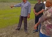 Kekeringan Landa 500 Hektare Sawah Di Kemukiman Aron, Aceh Utara