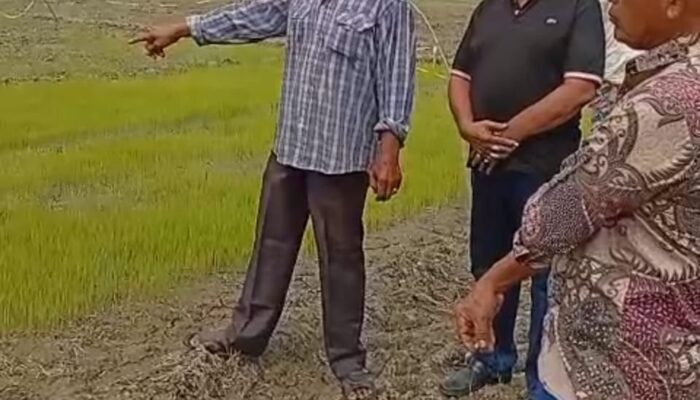 Kekeringan Landa 500 Hektare Sawah Di Kemukiman Aron, Aceh Utara