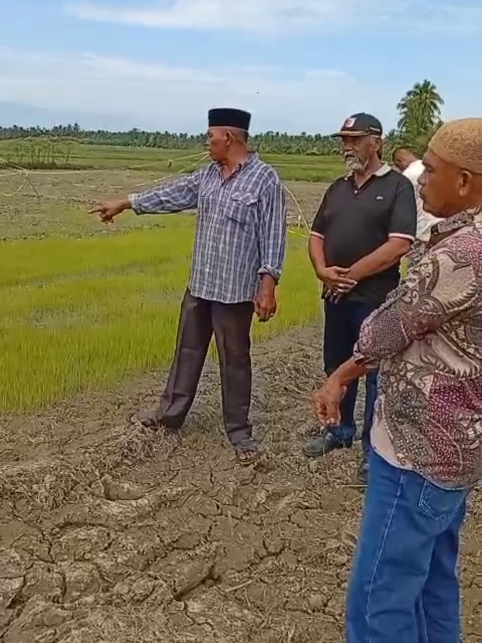 Kekeringan Landa 500 Hektare Sawah Di Kemukiman Aron, Aceh Utara