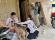 Dinas Ketapang, Pertanian Dan Perikanan Nisbar Vaksinasi Hewan Penular Rabies