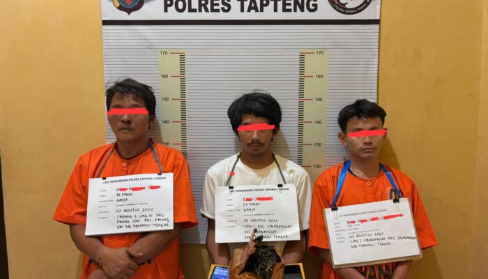 Polres Tapteng Ringkus Tiga Pengedar Ganja