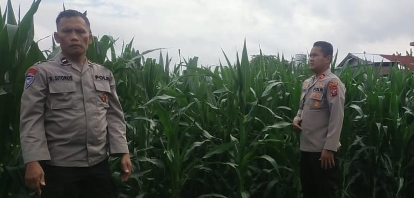 Polres P. Siantar Cek Tanaman Jagung Warga Dukung Hanpang