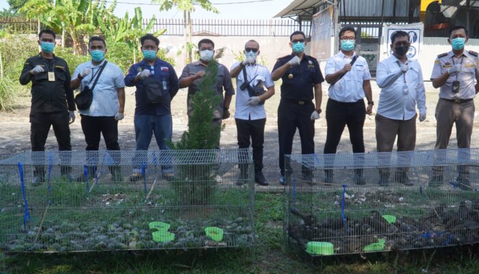 BC Langsa Musnahkan Burung Poksay Hongkong Dan Cica Daun Dahi Emas Asal Thailand