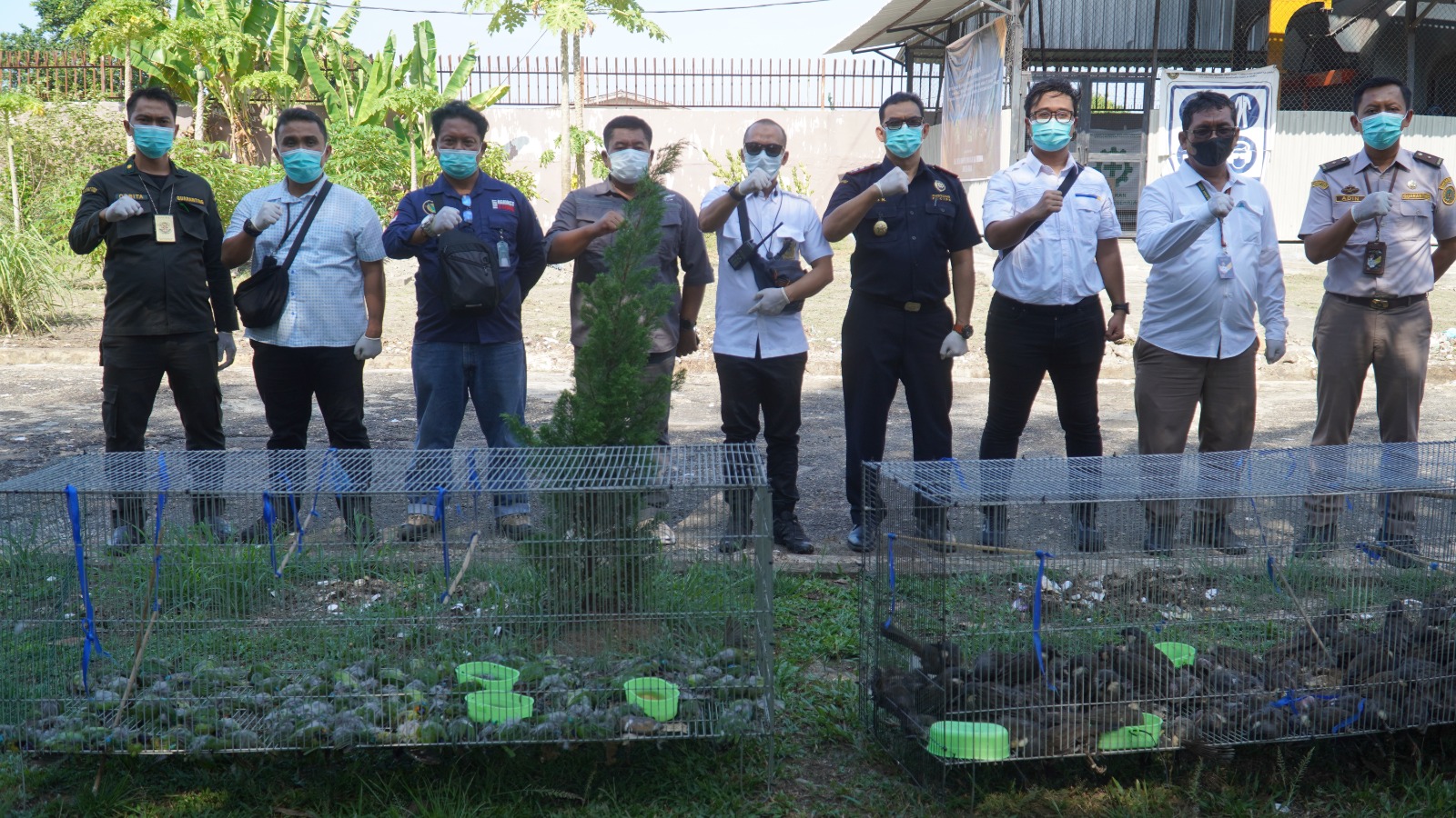 BC Langsa Musnahkan Burung Poksay Hongkong Dan Cica Daun Dahi Emas Asal Thailand