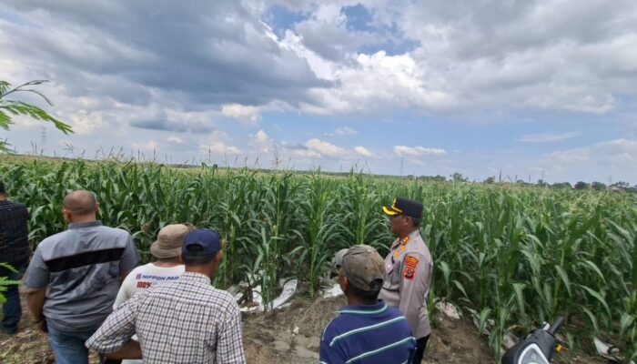 Setelah Sebulan Ditanam, Kapolres Simalungun Tinjau Tanaman Jagung Kuartal III