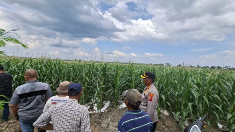 Setelah Sebulan Ditanam, Kapolres Simalungun Tinjau Tanaman Jagung Kuartal III