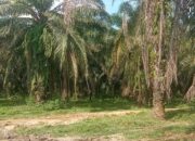 Lahan Sawit Eks PT DJ Alur Jambu Jadi Rebutan, Siapa Yang Berhak Memanen?