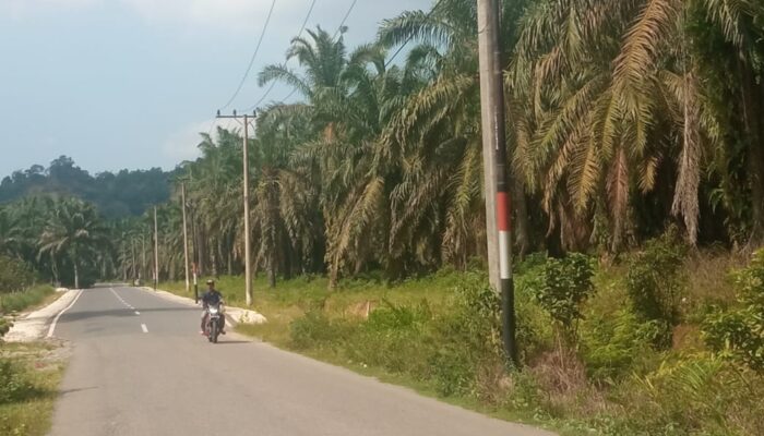Kejari Aceh Tamiang Eksekusi Lahan PT. DJ Alur Jambu