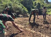 Prajurit Yonif TP-857/GG Dampingi Petani Cabai