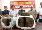 Polres P.Siantar Dalami Temuan Ganja 47 Kg Di Kampus USI