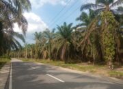 Dirut PT DJ Alur Jambu Dilaporkan Ke Bupati Aceh Tamiang