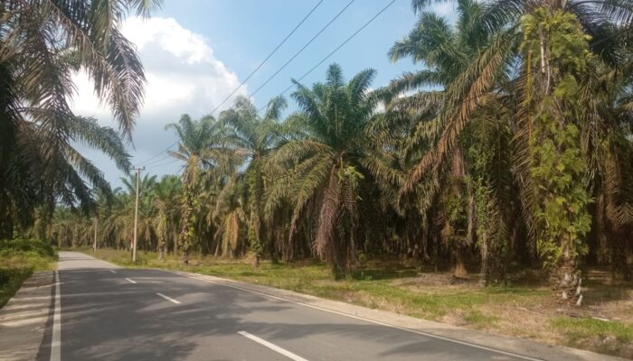 Dirut PT DJ Alur Jambu Dilaporkan Ke Bupati Aceh Tamiang