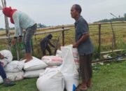 Petani Mengeluh Harga Gabah Di Pidie Anjlok Di Bawah HPP