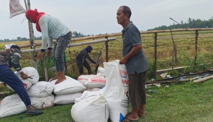 Petani Mengeluh Harga Gabah Di Pidie Anjlok Di Bawah HPP