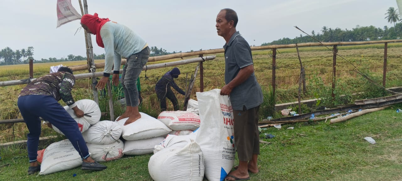 Petani Mengeluh Harga Gabah Di Pidie Anjlok Di Bawah HPP