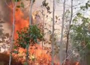 300 Hektare Lahan Dan Kebun Terbakar Di Paluta