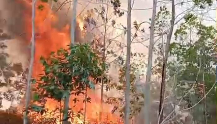 300 Hektare Lahan Dan Kebun Terbakar Di Paluta