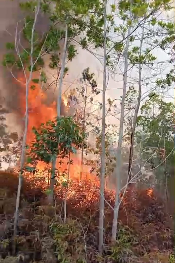 300 Hektare Lahan Dan Kebun Terbakar Di Paluta