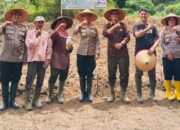 Polres P.Siantar Tanam Jagung Di Lahan Binaan Kapolres Dukung Hanpang