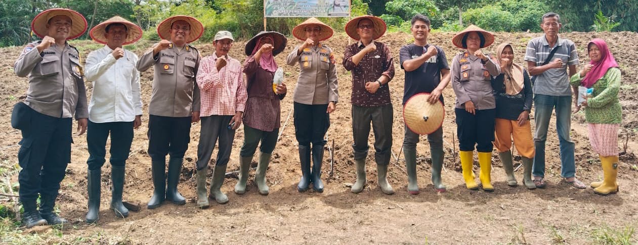 Polres P.Siantar Tanam Jagung Di Lahan Binaan Kapolres Dukung Hanpang