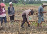 Polres Pematangsiantar Dukung Swasembada Pangan Dengan Sambangi Petani Jagung