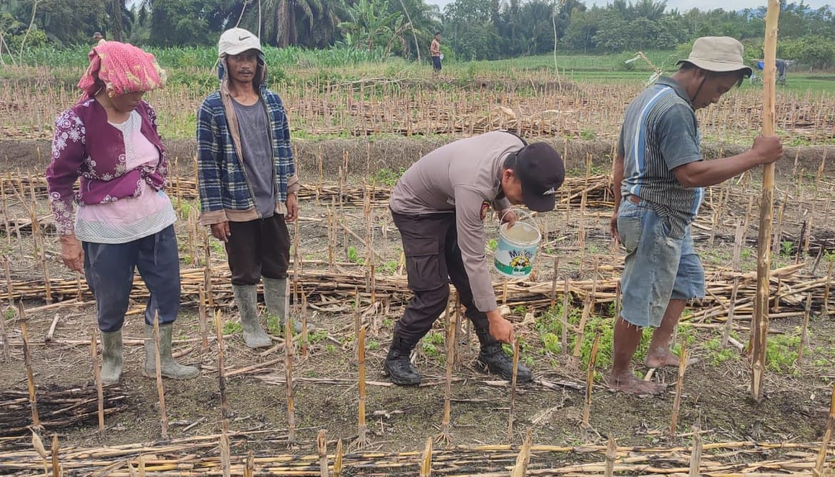Polres Pematangsiantar Dukung Swasembada Pangan Dengan Sambangi Petani Jagung