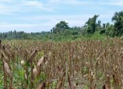 Warga Tanjong Dama Sukses Bertanam Jagung, Butuh Alat Pengolah Lahan