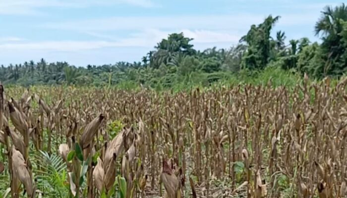 Warga Tanjong Dama Sukses Bertanam Jagung, Butuh Alat Pengolah Lahan