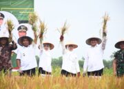 Pemkab Deliserdang Gercep Jaga Harga Jual Gabah Di Tingkat Petani