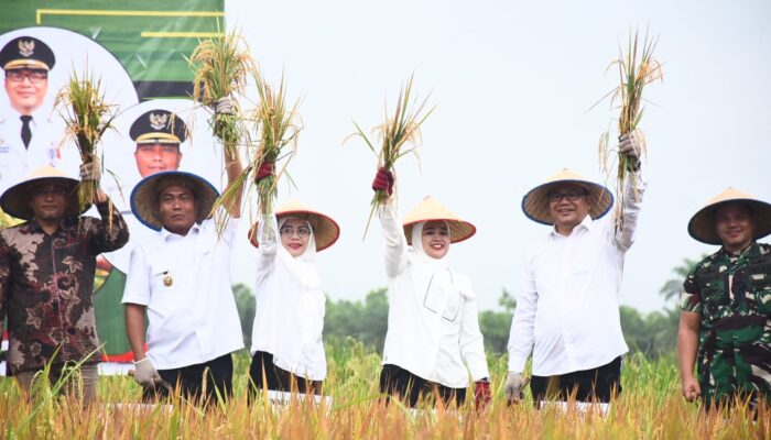 Pemkab Deliserdang Gercep Jaga Harga Jual Gabah Di Tingkat Petani