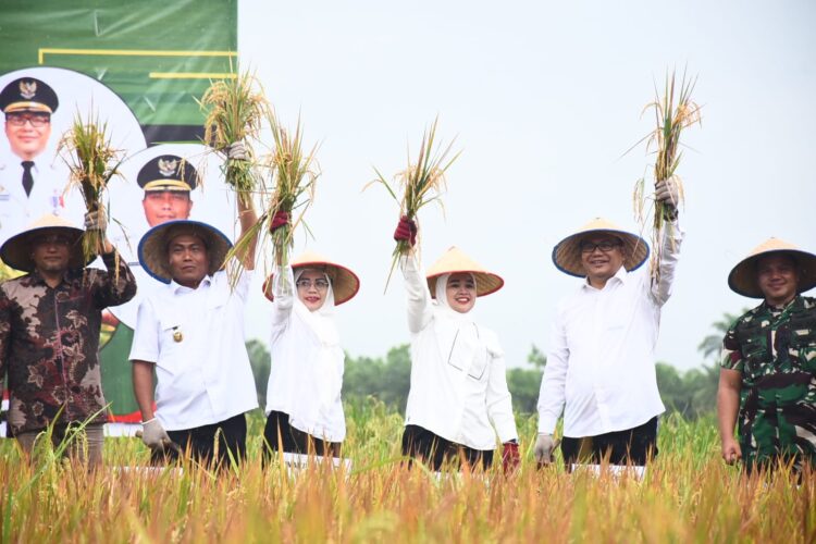 Pemkab Deliserdang Gercep Jaga Harga Jual Gabah Di Tingkat Petani
