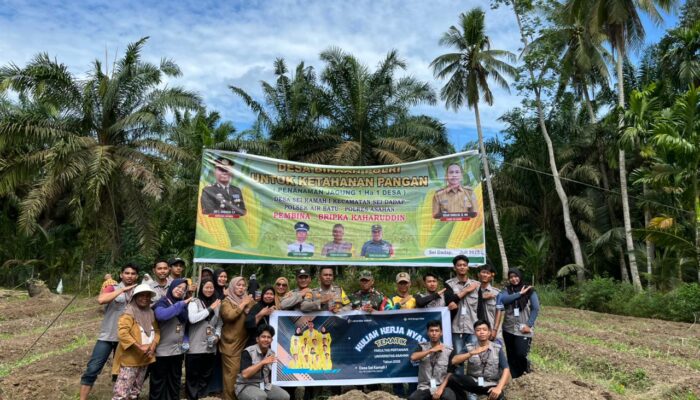 Mahasiswa Pertanian UNA Tanam Jagung Di Asahan
