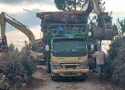 Pembabatan Pinus Di Parsingguran II Tanpa Hambatan