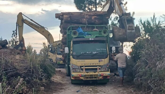 Pembabatan Pinus Di Parsingguran II Tanpa Hambatan