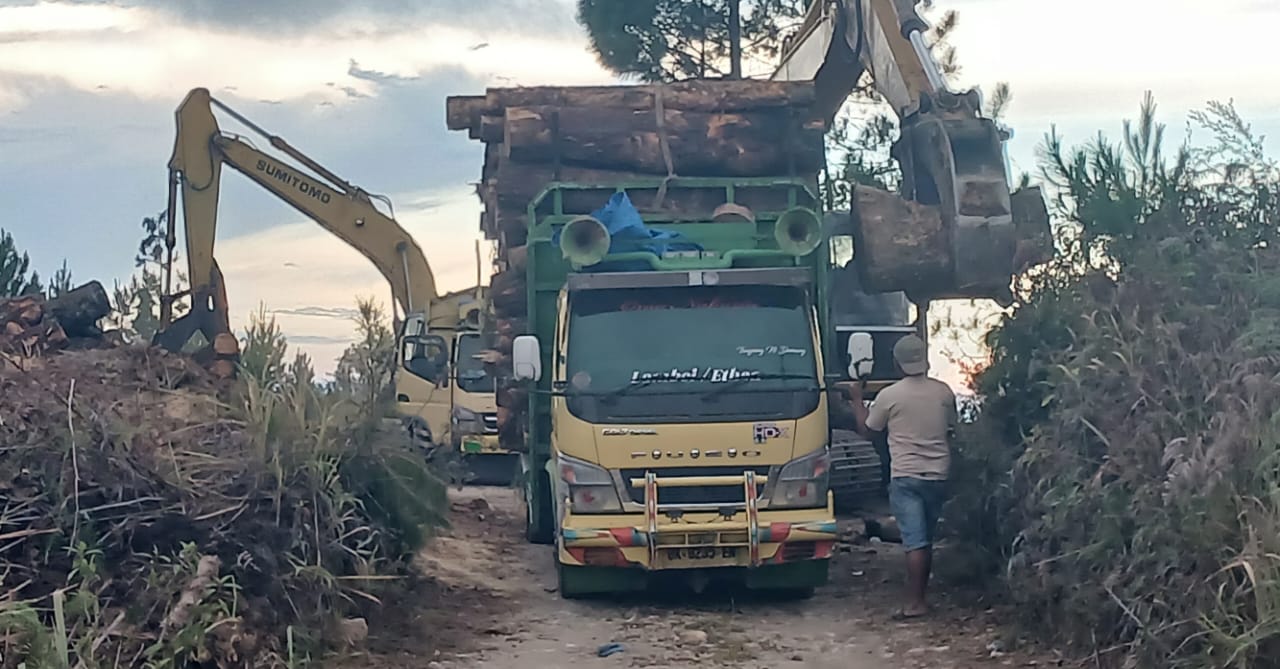 Pembabatan Pinus Di Parsingguran II Tanpa Hambatan
