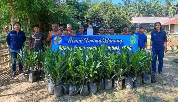 Koperasi Mandiri Bersama Jaya Tamiang Salurkan Ribuan Bibit Sawit Program PSR