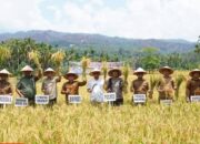 Bupati Palas Panen Raya Padi Di Batang Lubu Sutam, Targetkan Swasembada Pangan