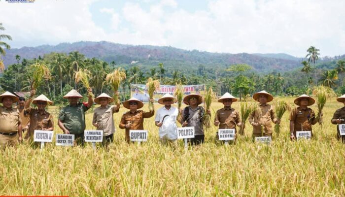 Bupati Palas Panen Raya Padi Di Batang Lubu Sutam, Targetkan Swasembada Pangan
