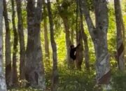 Anak Beruang Terlihat Dekat Pemukiman Warga Sibuhuan