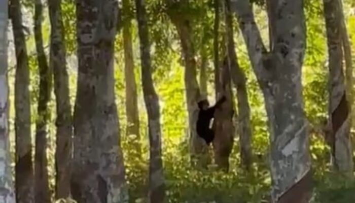 Anak Beruang Terlihat Dekat Pemukiman Warga Sibuhuan