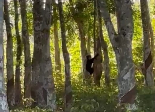 Anak Beruang Terlihat Dekat Pemukiman Warga Sibuhuan