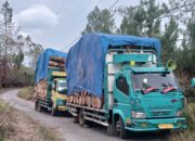 Pembabat Pinus Hancurkan Jalan Desa, Kades Parsingguran II Bungkam