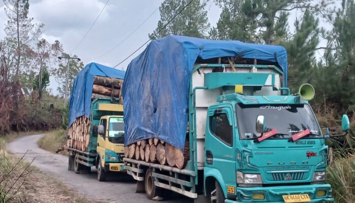 Pembabat Pinus Hancurkan Jalan Desa, Kades Parsingguran II Bungkam