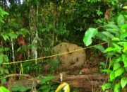 Gajah Sumatera Ditemukan Mati Di Aceh
